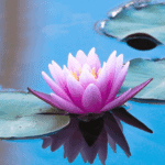 Purple lotus flower on the water